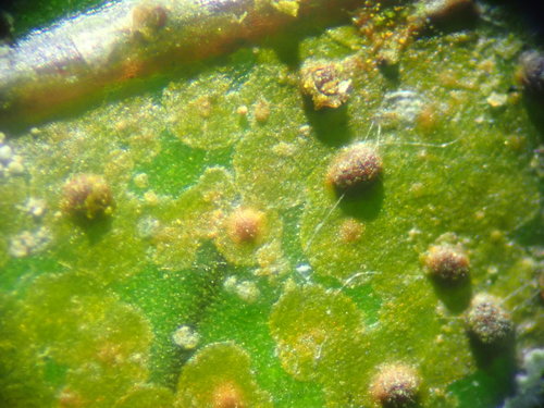 Porina subapplanata