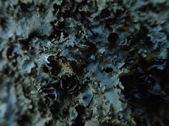 Pseudocyphellaria montagnei