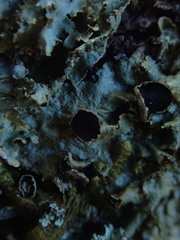 Pseudocyphellaria montagnei