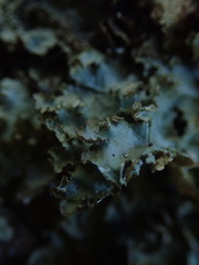 Pseudocyphellaria montagnei