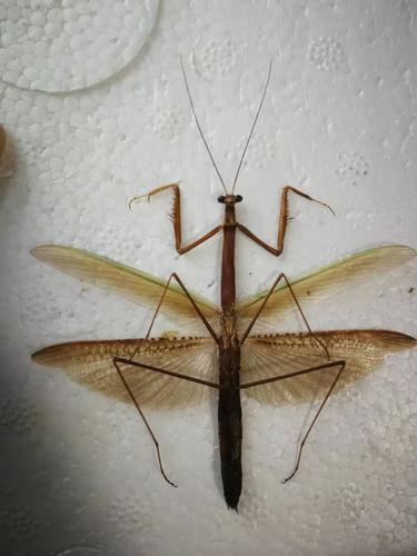 Tenodera fasciata