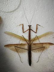 Tenodera fasciata