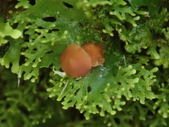 Pseudocyphellaria multifida