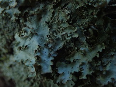 Pseudocyphellaria montagnei