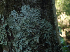 Pseudocyphellaria montagnei