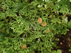 Pseudocyphellaria multifida