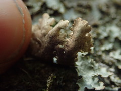 Pseudocyphellaria montagnei