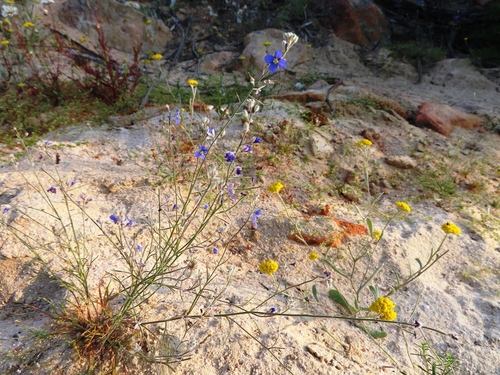 Image of Heliophila arenaria by (c) linkie, some rights reserved (CC BY)