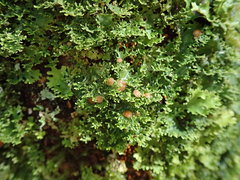 Pseudocyphellaria multifida