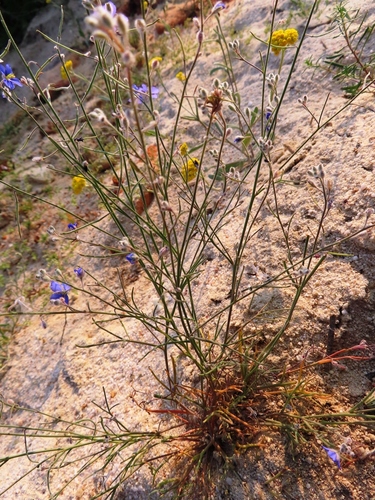 Image of Heliophila arenaria by (c) linkie, some rights reserved (CC BY)