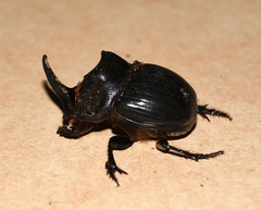 Copris elphenor