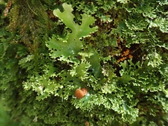 Pseudocyphellaria multifida