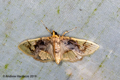 Noctuelia