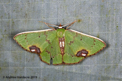 Spaniocentra spicata