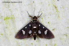 Bocchoris