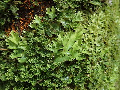 Pseudocyphellaria multifida