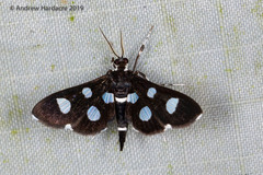 Bocchoris
