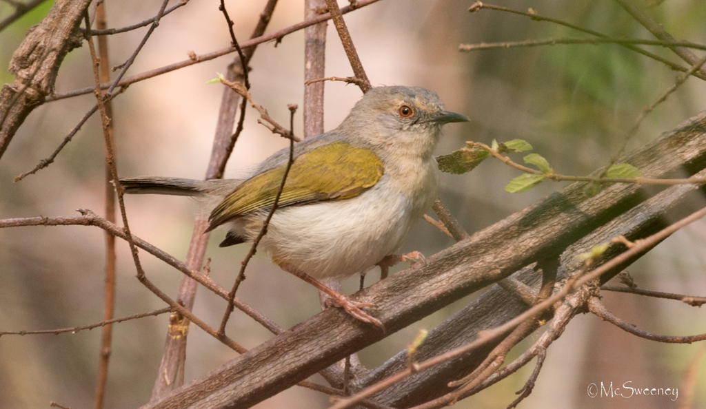 Grey-Backed Camaroptera