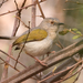 Green-backed Camaroptera - Photo (c) Michael McSweeney, some rights reserved (CC BY-NC), uploaded by Michael McSweeney