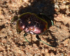 Gymnopleurus virens