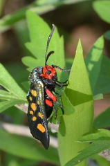 Arniocera auriguttata