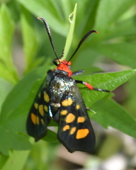 Arniocera auriguttata