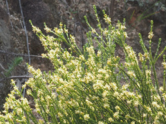 Passerina truncata