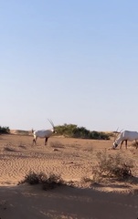 Oryx leucoryx