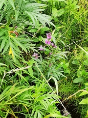Stachys aspera