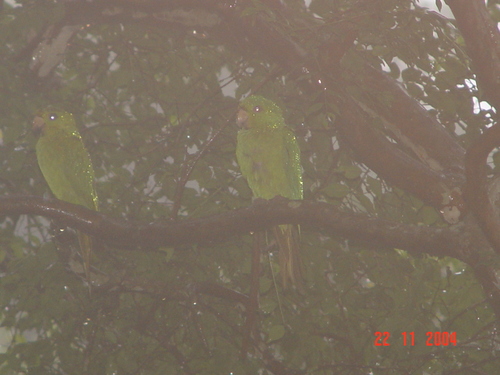 Psittacara brevipes