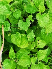 Viola kamtschadalorum