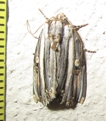 Anedhella rectiradiata