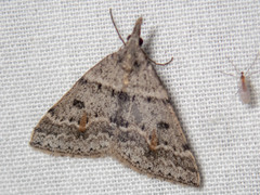 Dichromodes mesogonia