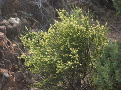 Passerina truncata