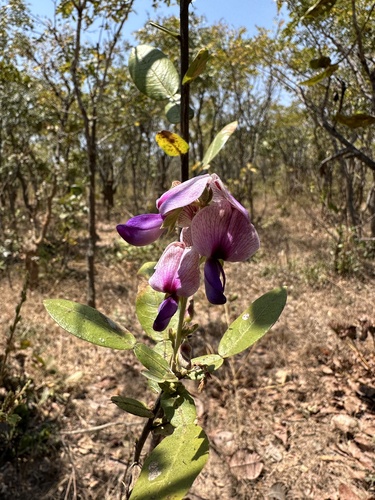 Droogmansia pteropus