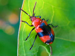 Phyllocharis sinuata