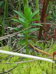 Lobelia sessilifolia