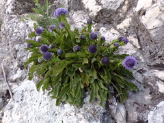 Globularia