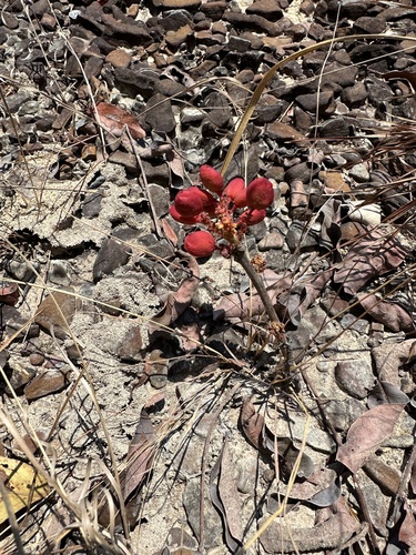 wild grape