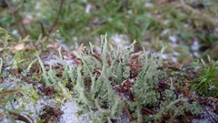 Cladonia cenotea