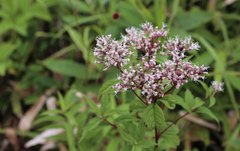 Eupatorium glehnii