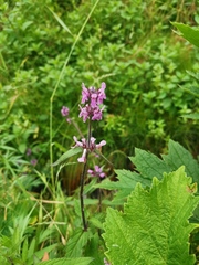 Stachys aspera