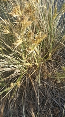 Spinifex sericeus