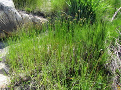 Cyperus denudatus