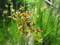 Cyperus denudatus