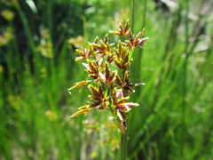 Cyperus denudatus