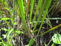 Cyperus denudatus