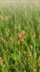 Carex inversa
