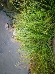 Cyperus kamtschaticus