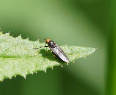 Chiromyzinae